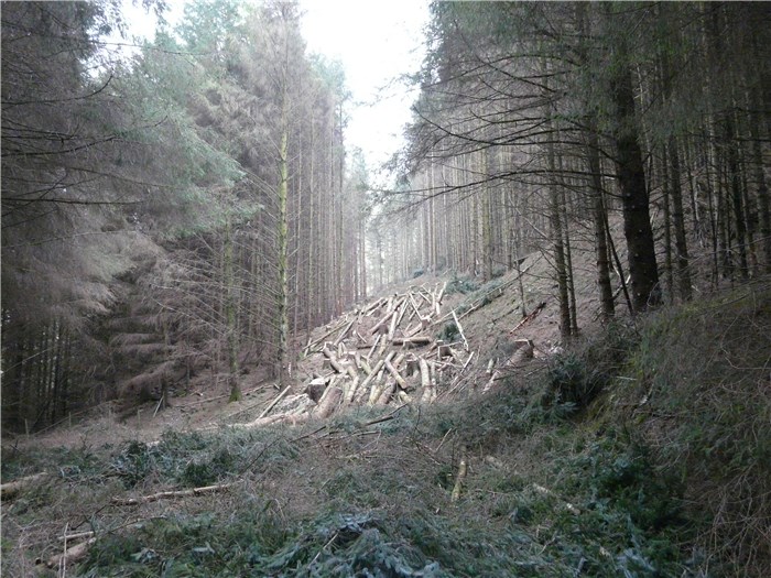 Alfa Tree Services complete felling along pipeline route - 17  March 2015