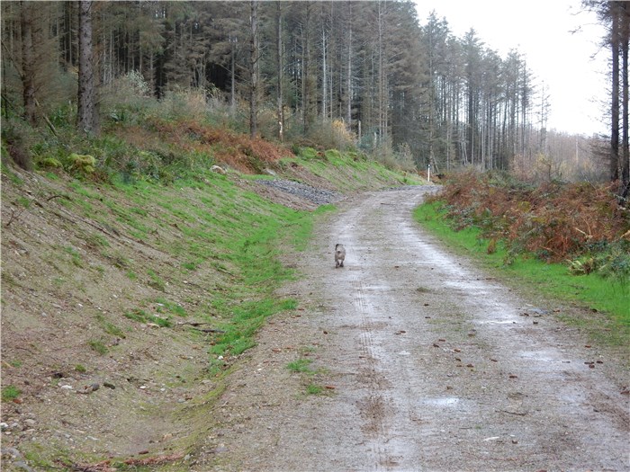 The bank over the buried pipeline recovers well in Coedydd Aber 1 20 November 2015