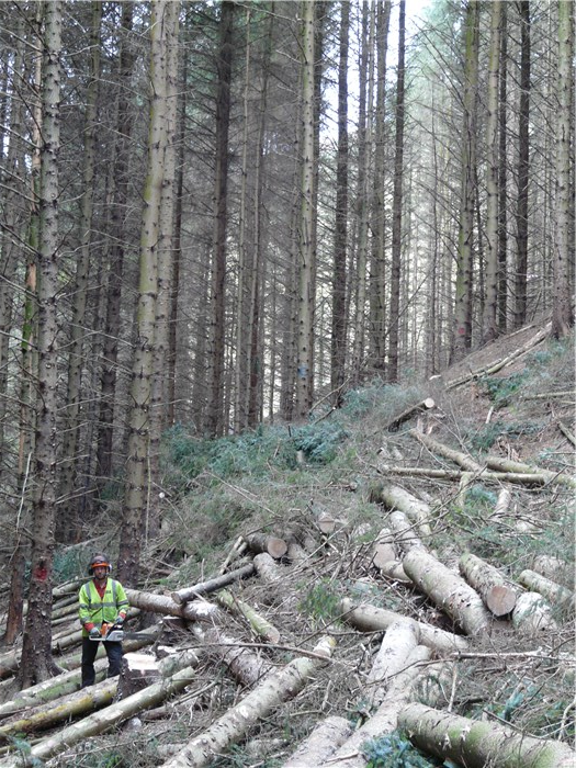 Paul Smith Alfa Tree Services and the pipeline route through Coedydd Aber Forest